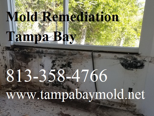TampaBayMold.net - St Petersburg FL